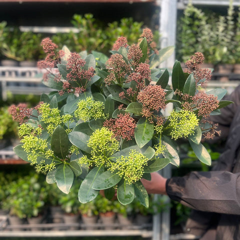 Skimmia Double Diamond 10,5 cm/2 L 