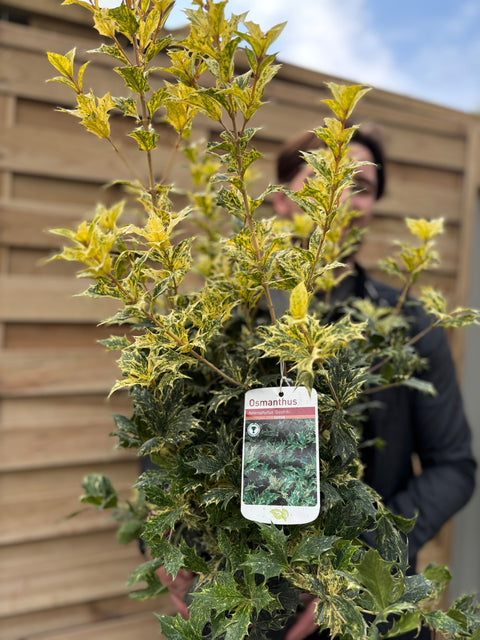 Osmanthus heterophyllus 'Goshiki' (Faux houx) 5L 70-80cm