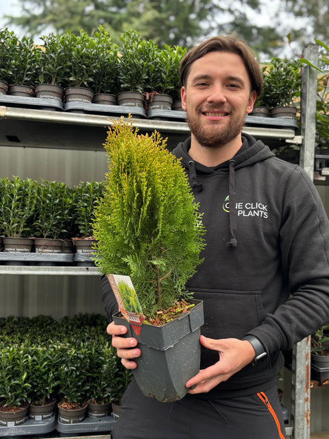 Platycadus orientalis 'Aurea Nana' 2L (40-50cm inkl. Topf)
