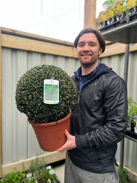 Ilex crenata Stokes 7,5L