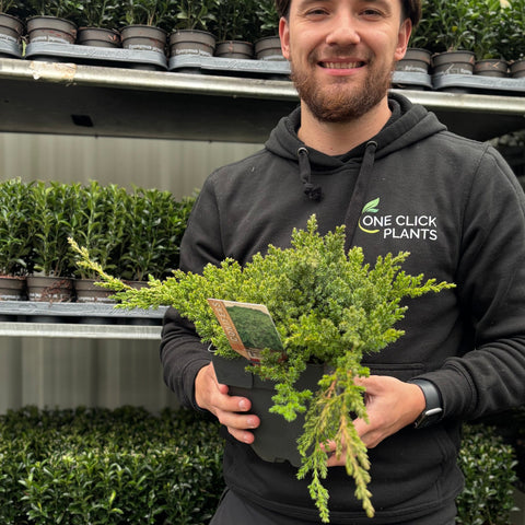 Juniperus procumbens 'Nana' 2L