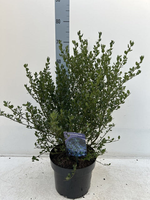 Ceanothus 'Victoria' (Lilas de Californie) 9 cm / 2 L / 5 L / 10 L