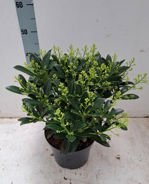 Skimmia japonica 'Finchy' 10,5 cm / 2 l / 5 l