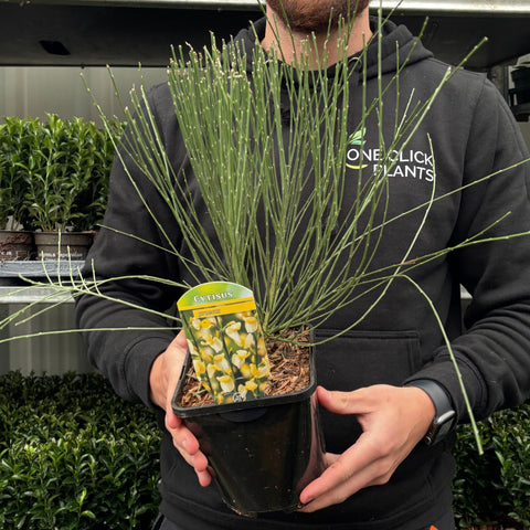 Cytisus 'praecox' 2L