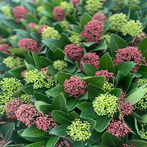 Skimmia Double Diamond 10,5 cm/2 L 