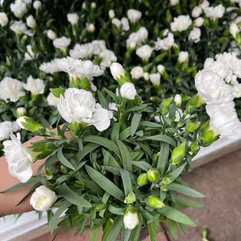 Nelkenblume Weiß (9 cm Anzuchttopf)
