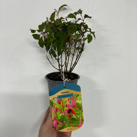 Winterharte Fuchsie 'Riccartonii' 9 cm / 2 l