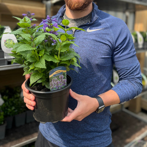 Nepeta Neptune 2L