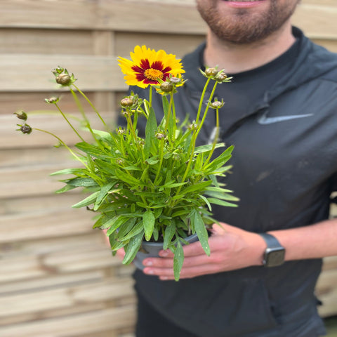 Coreopsis Sunkiss 9cm/1.5L