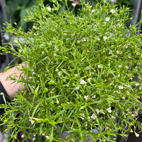 Gypsophila paniculata White 1.5L