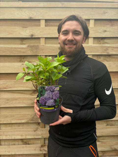 Hydrangea macrophylla 'Purple Ball' 9cm-5L