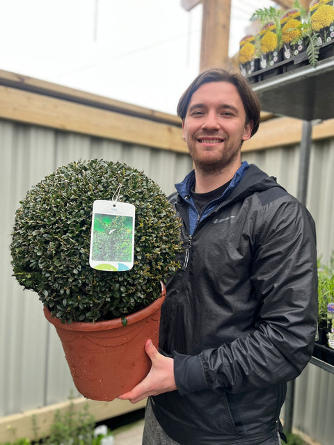 Ilex crenata Stokes 7,5L