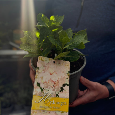 Hydrangea macrophylla 'Frillibet' 2L