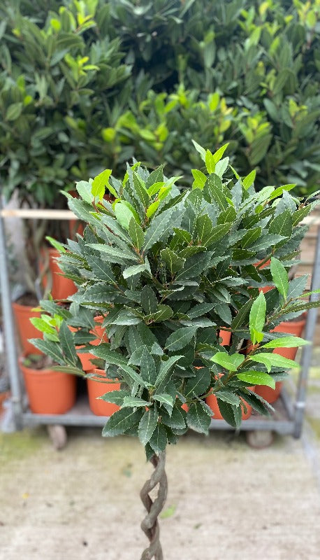 150 cm hoher, doppelt spiralförmiger Lorbeerbaum (Laurus nobilis)