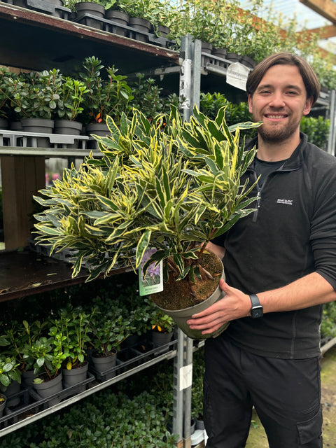 Rhododendron ponticum 'Variegata' 5L 