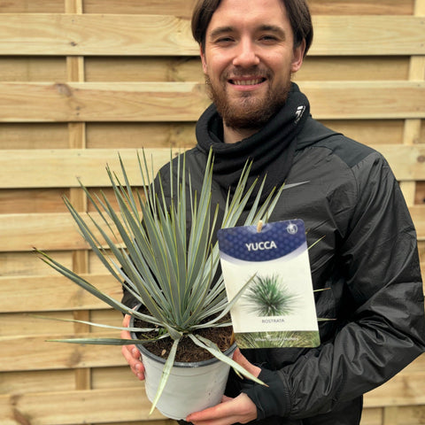 Yucca rostrata 'Blue Swan' 40-50cm 2L