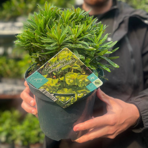 Euphorbia amygdaloides 'Red Wing' 3L