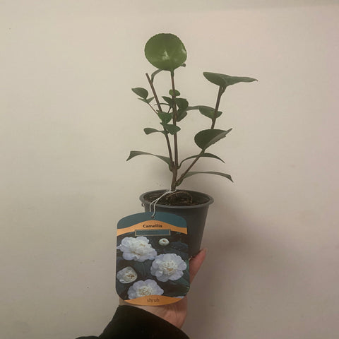 Camellia japonica 'Nobilissima' 9cm, 20-30cm height