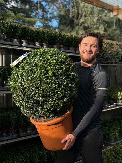 Buchsbaum/Formschnittball (Buxus sempervirens)