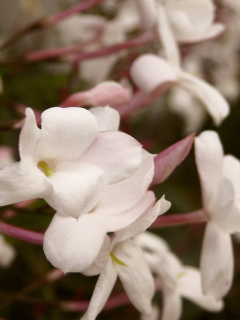 Jasmine & Tuberose Diffuser Refill