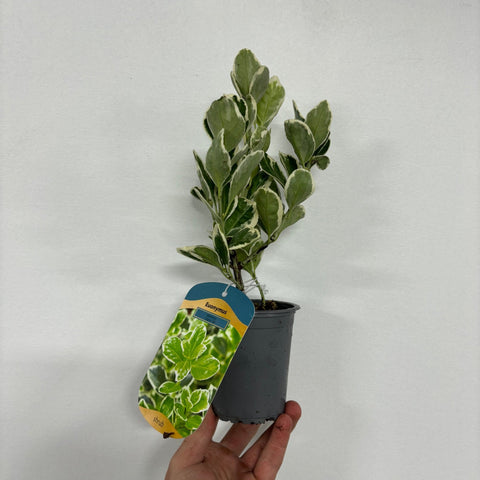 Euonymus japonicus ‘Kathy’ 9cm
