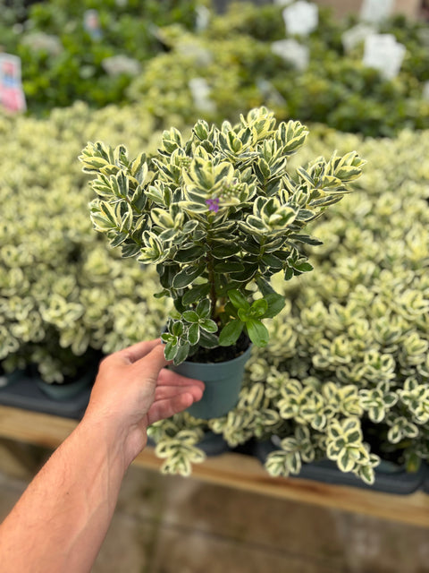Hebe andersonii panaché Katrina 1L/5L