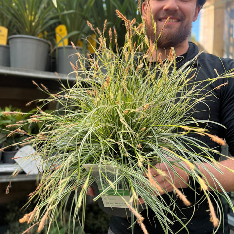 Carex - Everest | Ziergras 9 cm / 1 l / 2 l