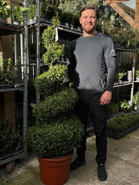 Buxus Spiral | Buxus sempervirens Topiary | Box Spiral