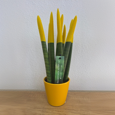 Snake Plant Velvet Touch - Sansevieria cylindrica - Height 20-40cm - ⌀9cm