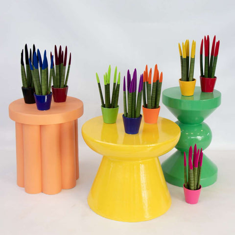 Sansevieria 'Velvet Touch' (Sansevieria cylindrica) – Höhe 20–40 cm – Durchmesser 9 cm