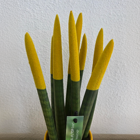 Sansevieria 'Velvet Touch' (Sansevieria cylindrica) – Höhe 20–40 cm – Durchmesser 9 cm