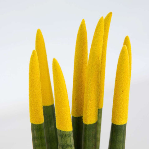 Sansevieria 'Velvet Touch' (Sansevieria cylindrica) – Höhe 20–40 cm – Durchmesser 9 cm