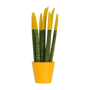 Sansevieria 'Velvet Touch' (Sansevieria cylindrica) – Höhe 20–40 cm – Durchmesser 9 cm
