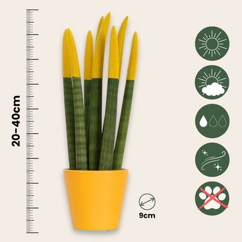 Sansevieria 'Velvet Touch' (Sansevieria cylindrica) – Höhe 20–40 cm – Durchmesser 9 cm