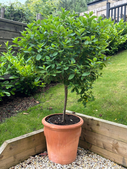 Hydrangea Limelight Tree in Terracotta Pot (150-180cm including the pot)