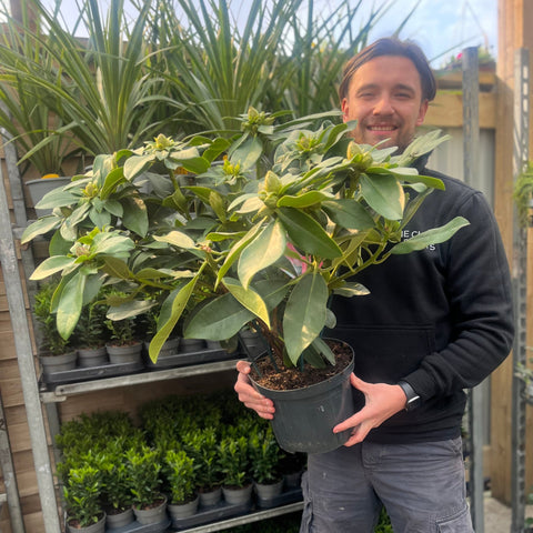 Rhododendron hybride 'Dr. A Schweitzer' 5L (60-70cm inc. pot)
