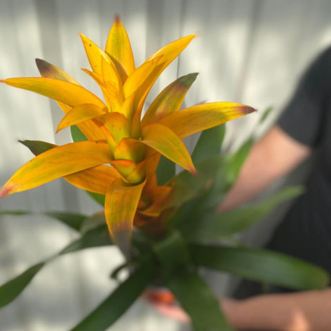 Guzmania Amaretto - Gelb/Orange