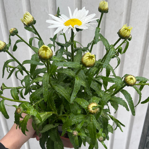 Leucanthemum x superbe Madonna' 9cm/1.5L
