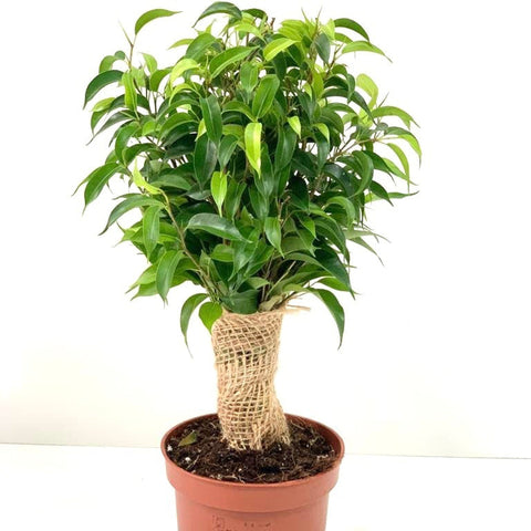 Ficus Natasja Kinky Jutebaum 30-35cm
