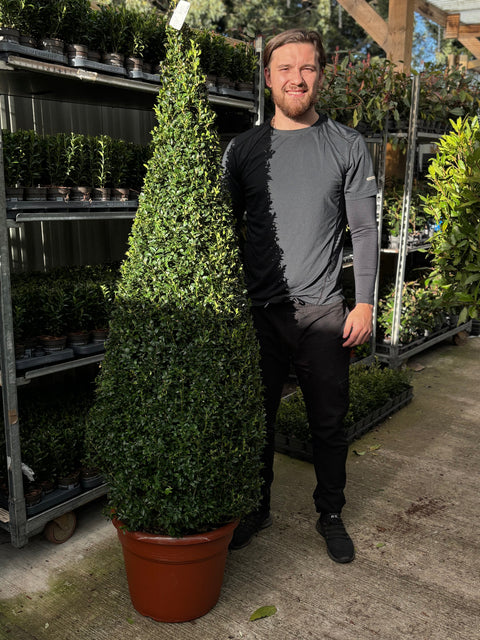 Buchsbaum/Topiary-Kegel (Buxus Sempervirens)