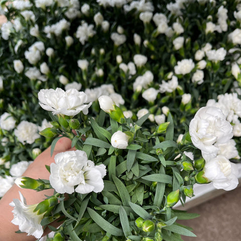 Nelkenblume Weiß (9 cm Anzuchttopf)