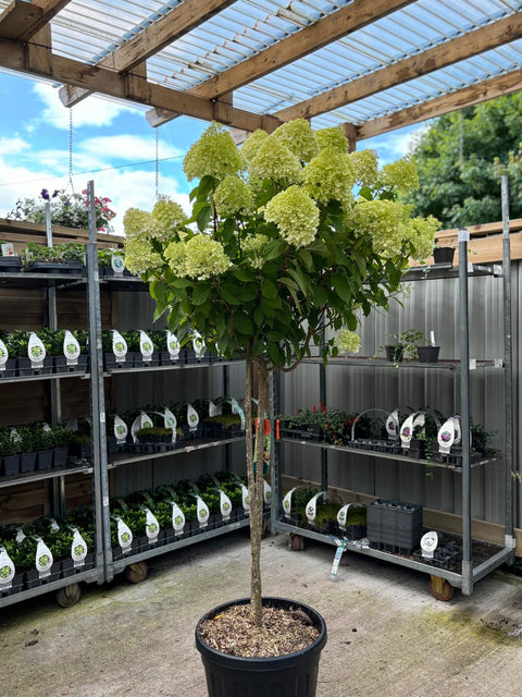 Hydrangea paniculata 'LimeLight’ Multistem Tree 12L-45L
