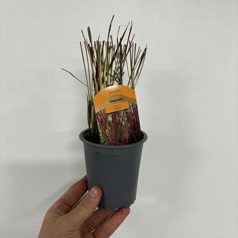 Imperata cylindrica Red Baron (Herbe de sang japonaise) 9 cm / 2 L / 3 L / 7,5 L