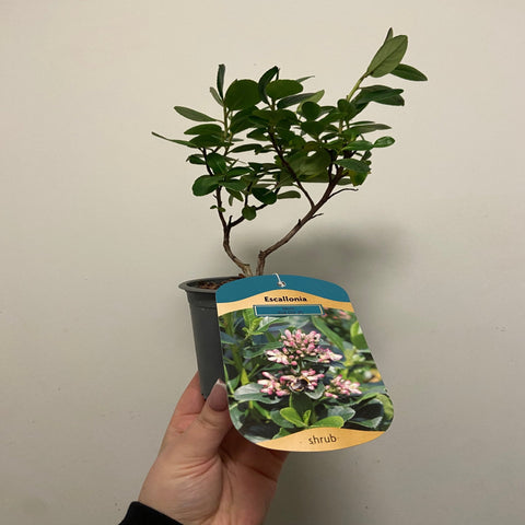 Escallonia 'Pink Elle' 9 cm
