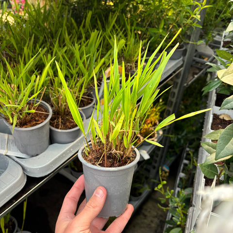 Hakonechloa macra Gras 9cm / 2L