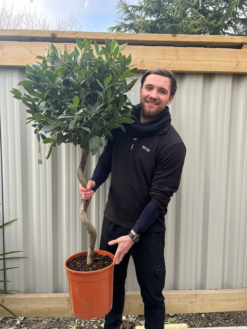 4ft / 5ft Spiral Stem Standard Bay Tree | Laurus nobilis | 110-120cm, 130-150cm
