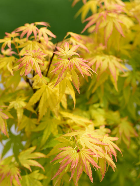 Acer palmatum 'Orange Dream' 10,5 cm / 2 l / 3 l / 10 l