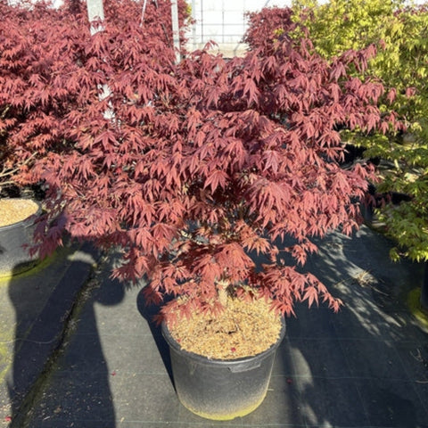 Acer palmatum 'Atropurpureum' 10.5cm-130L