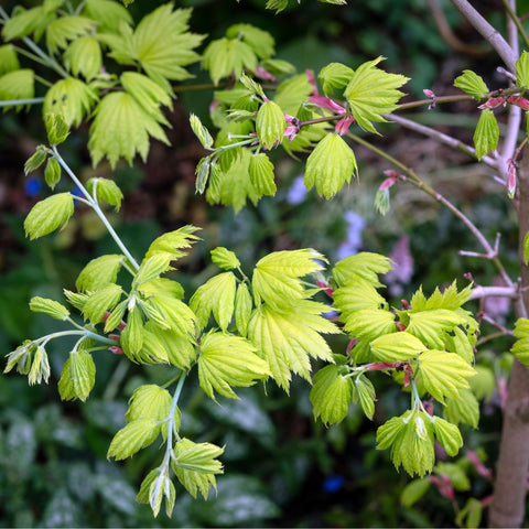 Acer shirasawanum 'Jordan' 3L (60cm)