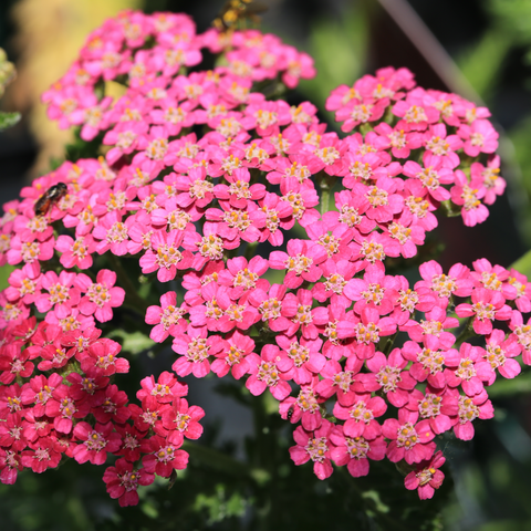 Achillea (Schafgarbe) - Milly Rock Rose 1,5L